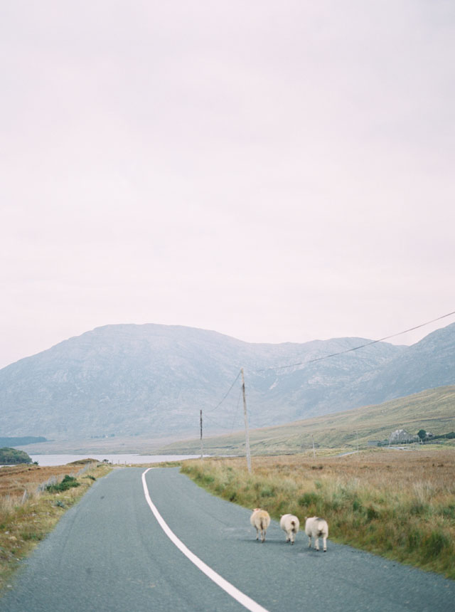 ireland sheep film photography