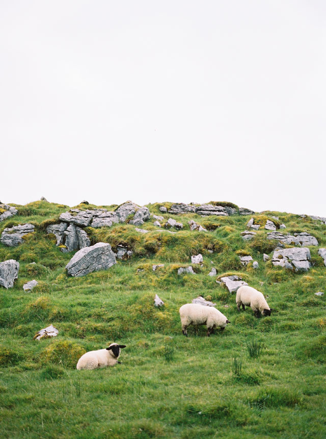 ireland sheep